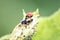 Spikey ladybug larvae hunting for louses on a green plant as useful animal and beneficial organism helps garden lovers protect