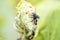 Spikey ladybug larvae hunting for louses on a green plant as useful animal and beneficial organism helps garden lovers protect