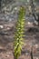 Spikey Yellow Plant Budding in Tropical Aruba