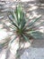 Spikey Yucca Plant in Shadows