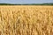 Spiking golden ears of wheat against the background of a green meadow and trees.