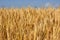 Spiking golden ears of wheat against the blue cloud sky.