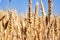 Spiking golden ears of wheat against the blue sky.