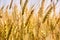 Spiking golden ears of wheat close-up