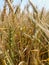 Spiking golden ears of wheat close-up