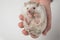 Spiky african dwarf hedgehog resting in people`s hand