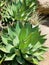 Spiky Agave plant, Falmouth, Cornwall, UK