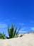 Spiky Agave Plant on sand dune against blue sky