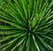 Spiky agave stricta agavaceae native to Mexico