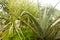 Spiky Agave variegated plant Agave tequilana with water on leaves after rainfall. Sprinkle drizzle mist shower of raindrops on