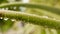 Spiky Agave variegated plant Agave tequilana with water on leaves after rainfall. Sprinkle drizzle mist shower of raindrops on