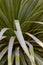 Spiky aloe plants that grow in Stellenbosch University Botanical Garden.