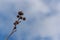 Spiky balls seeds of Liquidambar styraciflua, commonly called American sweetgum on the background of a bright blue sky with small