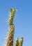 Spiky cactus against a blue sky