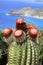 Spiky Cactus Buds
