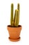 Spiky cactus in plant pot isolated on completely white background