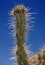 A spiky cactus stands threatening in the desert of Arizona.