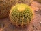 Spiky cactus with yellow spikes