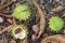 Spiky chestnut in green skin close up. Fruit tricuspid spiny capsule.