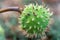 Spiky chestnut in green skin close up. Fruit tricuspid spiny capsule.