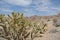 Spiky Cholla cactus, Joshua Tree National Park, California