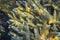 Spiky coral texture closeup. Tropical seashore inhabitants underwater photo