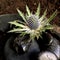 Spiky Eryngium flower with dark stones