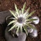 Spiky Eryngium flower with stones
