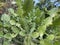 Spiky Euphorbia antiquorum leaves