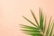 Spiky Feathery Green Palm Leaf on Pink Peachy Wall Background. Room Plant Interior Decoration Organic Cosmetics Spa Wellness