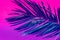 Spiky feathery palm leaf on duotone purple violet pink background. Trendy neon colors. Toned. Minimalist style