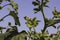 Spiky fruits and leaves of Rough cocklebur against a blue sky