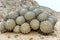 Spiky globe cactus on stony desert