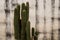 Spiky Green Cactus against a white stucco wall