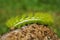 Spiky green caterpillar Automeris io moth