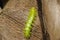 A spiky green caterpillar Automeris Io moth