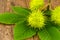 Spiky green chestnut fruit lies on green large leaves on a wooden background