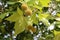 Spiky Green Chestnuts and Green Leaves Hanging from a Tree Branch