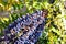 Spiky green leaves and cluster of grape like hanging fruit decorative tree