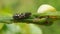 Spiky insect on lemon branch  micro view