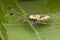 Spiky leaf footed bug nymph (later stage: side vie