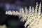 SPIKY LEAVES OF DRY WILD ASPARAGUS BRANCH