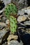 Spiky opuntia cactus plants, also calle Prickly Pear, growing between rocks, summer afternoon sunshine.