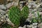 Spiky opuntia cactus plants, also calle Prickly Pear, growing between rocks, summer afternoon sunshine.