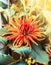 Spiky orange dahlia flower in sunlight