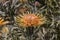Spiky orange flower thriving in the summer heat