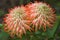 Spiky orange flowers