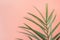 Spiky Palm Tree Leaf on Pink Peachy Wall Background. Room Plant Interior Decoration. Hipster Funky Style Pastel Colors