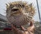 Spiky Porcupine-fish Being Held