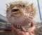 Spiky Porcupinefish